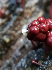 Onychiurinae