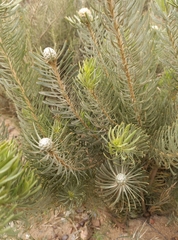 Leucadendron galpinii