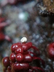Onychiurinae