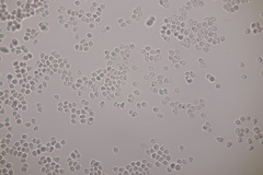 Clavulinopsis laeticolor