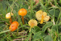 Hygrocybe glutinipes