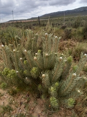 Leucadendron galpinii