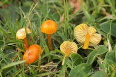 Hygrocybe glutinipes