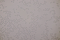 Hygrocybe glutinipes