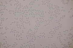 Hygrocybe glutinipes