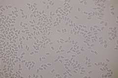 Hygrocybe glutinipes