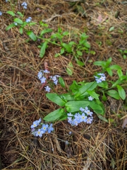 Myosotis sylvatica