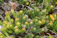 Phylica axillaris