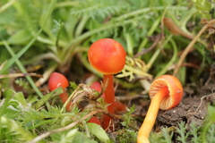 Hygrocybe mucronella