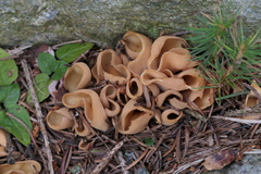 Otidea alutacea