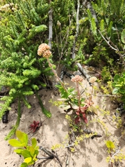 Crassula nudicaulis