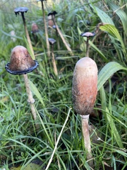 Coprinus comatus