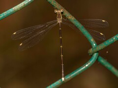 Episynlestes albicaudus