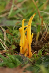 Clavulinopsis helvola