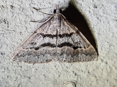 Dichromodes mesogonia