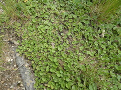 Dichondra repens