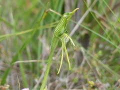 Pterostylis unicornis