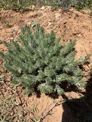 Xiphotheca lanceolata