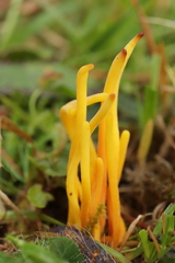 Clavulinopsis helvola