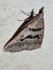 Dichromodes mesogonia