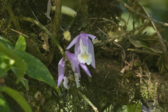 Epidendroideae