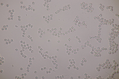 Clavulinopsis helvola