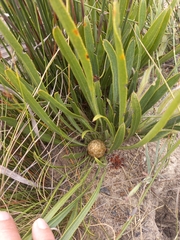 Protea aspera