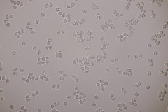 Clavulinopsis helvola