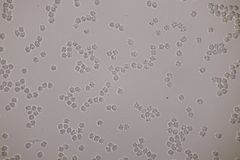 Clavulinopsis helvola