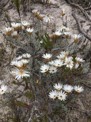 Helichrysum retortum