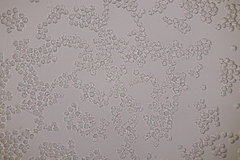 Clavulinopsis helvola