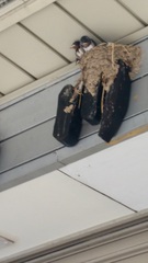 Hirundo rustica gutturalis