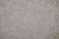 Clavulinopsis helvola