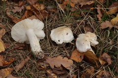 Tricholoma columbetta