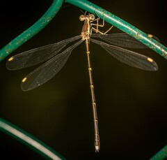 Episynlestes albicaudus