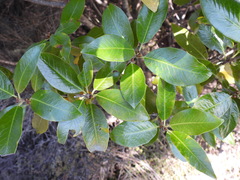 Pittosporum colensoi