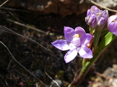 Thelymitra