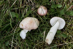Russula betularum