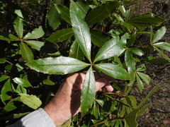 Pseudopanax colensoi