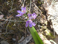 Thelymitra