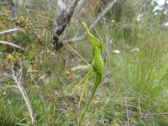 Pterostylis unicornis