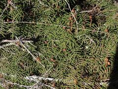 Gleichenia alpina