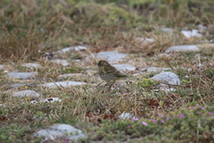 Crithagra flaviventris