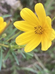 Bidens mitis