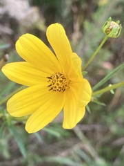 Bidens mitis