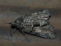 Cryphia fraudatricula