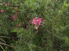Grevillea rosmarinifolia
