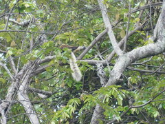 Ratufa bicolor
