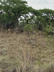 Equus quagga