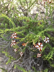 Jamesbrittenia albomarginata